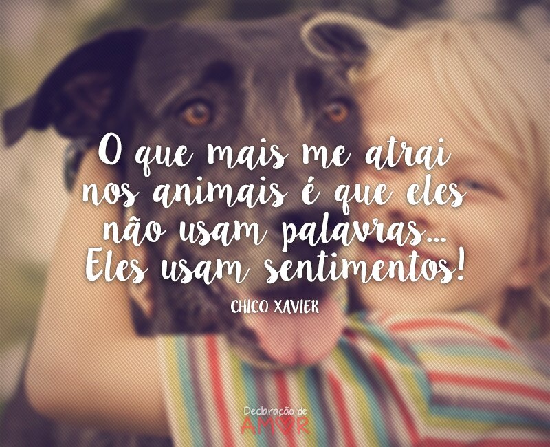 O que mais me atrai nos animais é que eles não usam palavras